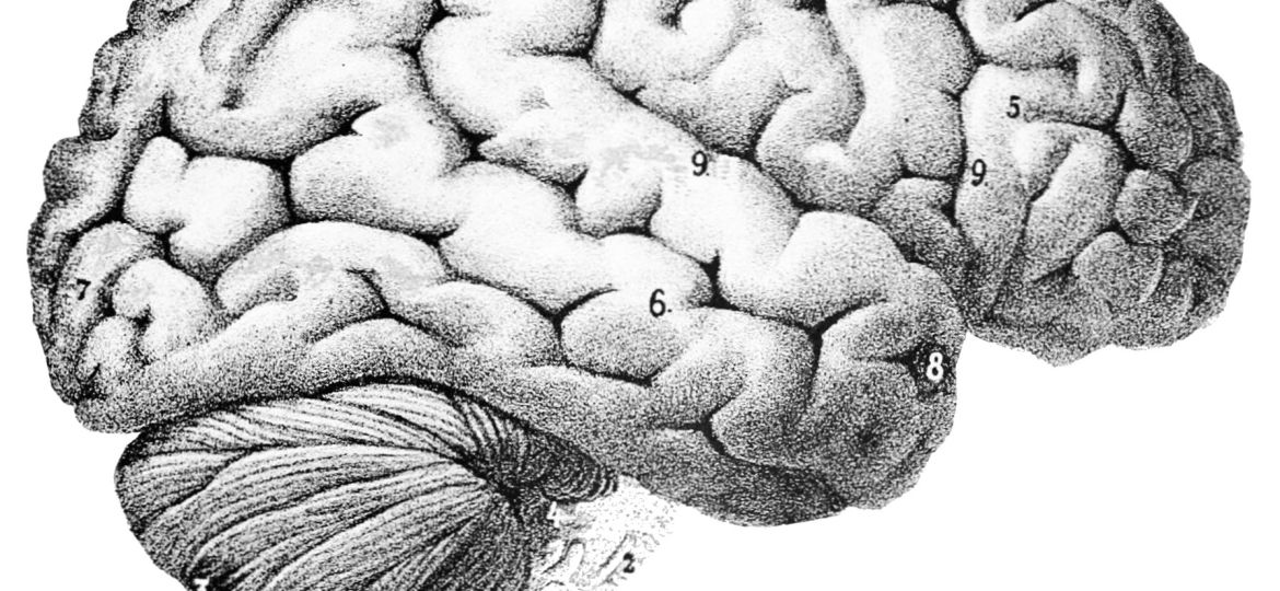 PSM_V46_D167_Outer_surface_of_the_human_brain