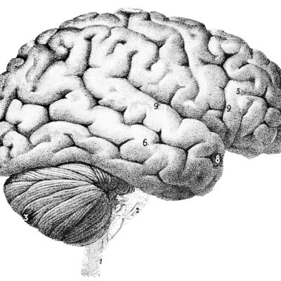PSM_V46_D167_Outer_surface_of_the_human_brain